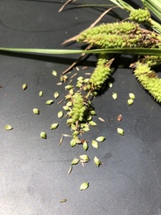 Carex lessoniana
