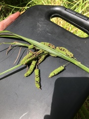Carex lessoniana