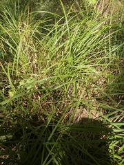Carex lessoniana