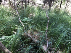 Carex lessoniana