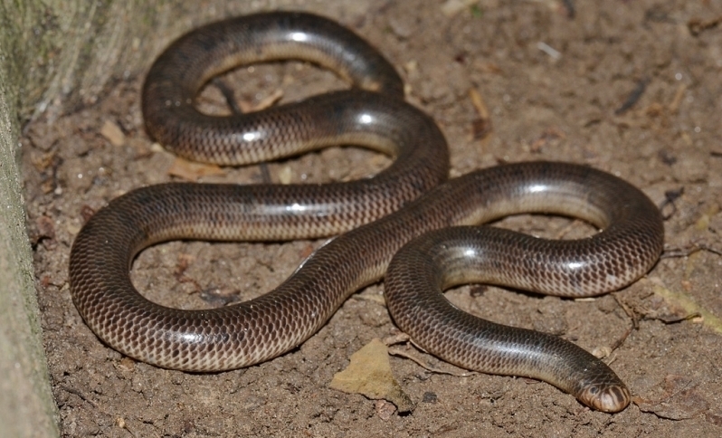 North-eastern Blind Snake from Wairambar Rainforest, 15 Doonoquienbar ...