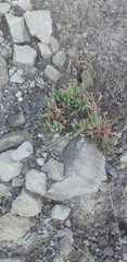 Delosperma pilosulum