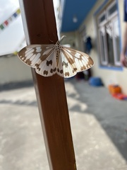 Nyctemera adversata