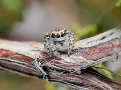 Pseudomogrus dalaensis