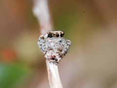 Pseudomogrus dalaensis