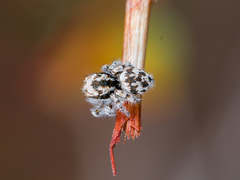 Pseudomogrus dalaensis