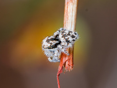 Pseudomogrus dalaensis