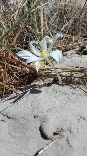 Gethyllis ciliaris