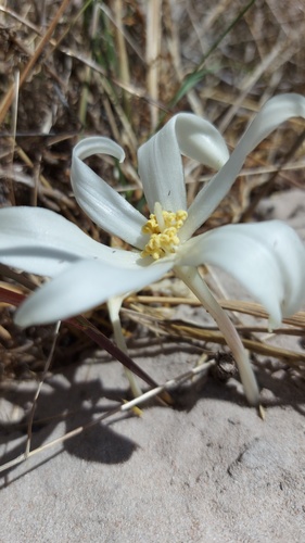 Gethyllis ciliaris