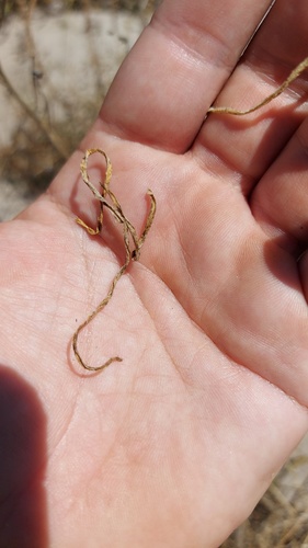 Gethyllis ciliaris