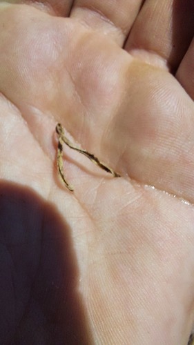 Gethyllis ciliaris