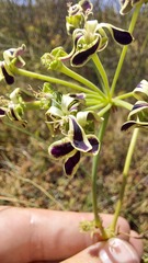 Pelargonium multiradiatum