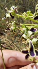 Pelargonium multiradiatum