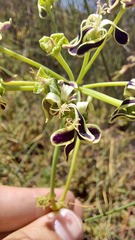 Pelargonium multiradiatum
