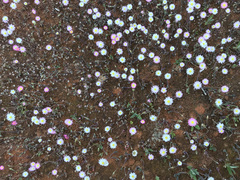 Rhodanthe chlorocephala