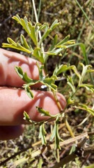 Pelargonium multiradiatum