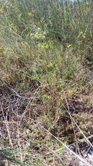 Pelargonium multiradiatum
