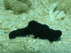 Coriocella nigra