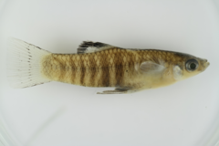 Poecilia zonata