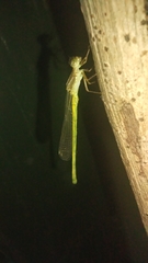 Ceriagrion coromandelianum