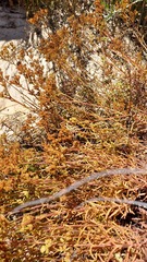 Crassula cymosa