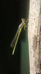 Ceriagrion coromandelianum