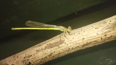 Ceriagrion coromandelianum