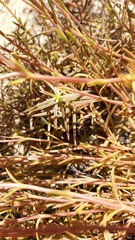 Crassula cymosa