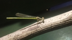 Ceriagrion coromandelianum