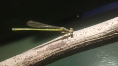 Ceriagrion coromandelianum