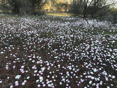 Rhodanthe chlorocephala
