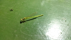 Ceriagrion coromandelianum