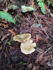 Lactarius aurantiosordidus