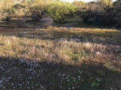 Rhodanthe chlorocephala