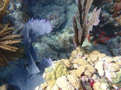 Epinephelus adscensionis