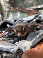 Pipistrellus abramus