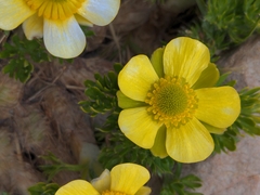 Ranunculus sericophyllus