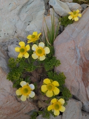 Ranunculus sericophyllus