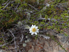 Leucogenes leontopodium