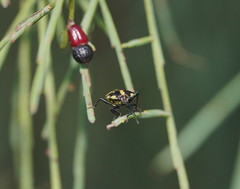 Aplerotus maculatus