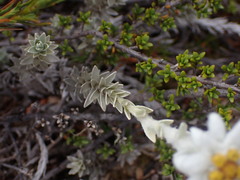 Leucogenes leontopodium