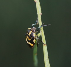 Aplerotus maculatus