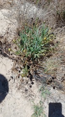 Conicosia pugioniformis