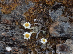 Leucogenes leontopodium