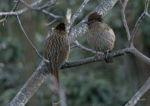 Striated Laughingthrush (Grammatoptila striata), photo 4