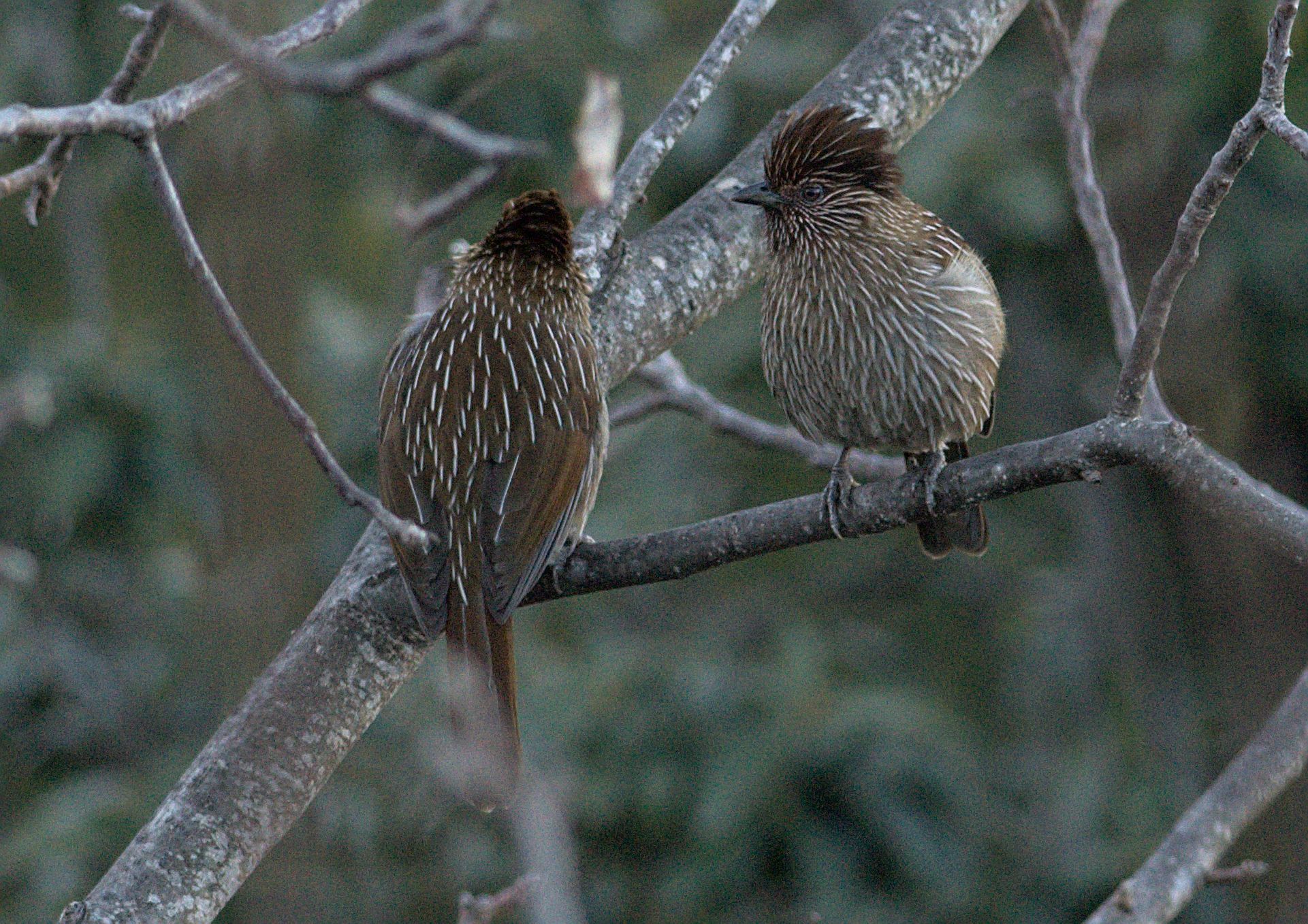 Striated Laughingthrush illustration