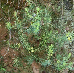 Persoonia chamaepeuce