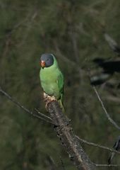 Psittacula himalayana