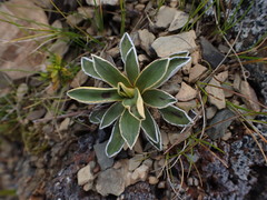 Celmisia hieraciifolia