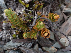 Veronica decumbens